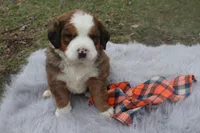 Duke, a male Bernese Mountain Dog and Saint Bernard for sale in Xenia, IL – Photo 1 of 8