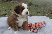 Duke, a male Bernese Mountain Dog and Saint Bernard for sale in Xenia, IL – Photo 5 of 8
