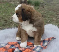 Duke, a male Bernese Mountain Dog and Saint Bernard for sale in Xenia, IL – Photo 2 of 8