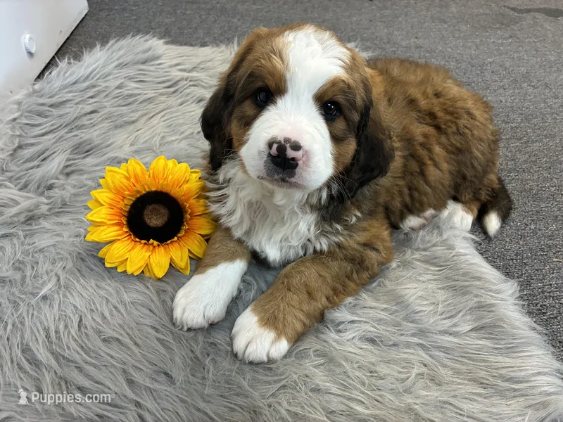 Duke – Bernese Mountain Dog, Saint Bernard puppy for sale in Xenia, IL