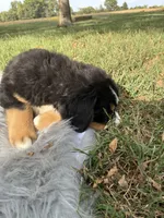 Jack, a male Bernese Mountain Dog and Saint Bernard for sale in Xenia, IL – 3 of 9