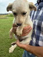 Girl 4, a female Australian Cattle Dog for sale in Xenia, IL – 3 of 7