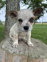 Boy 1, a male Australian Cattle Dog for sale in Xenia, IL – 3 of 8