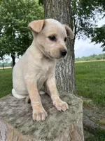 Girl 4, a female Australian Cattle Dog for sale in Xenia, IL – 5 of 9