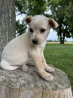 Girl 4, a female Australian Cattle Dog for sale in Xenia, IL – 7 of 9