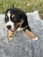 Jack, a male Bernese Mountain Dog and Saint Bernard for sale in Xenia, IL – 2 of 9