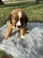 Maggie, a female Bernese Mountain Dog and Saint Bernard for sale in Xenia, IL – 7 of 10