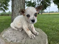 Boy 1, a male Australian Cattle Dog for sale in Xenia, IL – 6 of 8