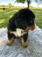 Rusty, a male Bernese Mountain Dog for sale in Xenia, IL – Photo 2 of 5