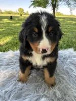 Rusty, a male Bernese Mountain Dog for sale in Xenia, IL – Photo 3 of 5