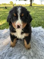 Rusty, a male Bernese Mountain Dog for sale in Xenia, IL – Photo 1 of 5