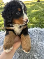 Rusty, a male Bernese Mountain Dog for sale in Xenia, IL – Photo 4 of 5