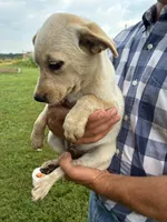 Girl 4, a female Australian Cattle Dog for sale in Xenia, IL – 2 of 7