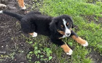Jasmine, a female Bernese Mountain Dog for sale in Xenia, IL – 6 of 7
