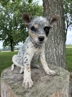 Girl 6, a female Australian Cattle Dog for sale in Xenia, IL – 4 of 10