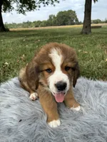 Bear, a male Bernese Mountain Dog and Saint Bernard for sale in Xenia, IL – 3 of 10