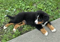 Jasmine, a female Bernese Mountain Dog for sale in Xenia, IL – 2 of 7