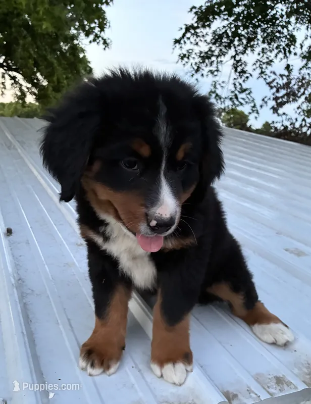Belle – Bernese Mountain Dog puppy for sale in Xenia, IL