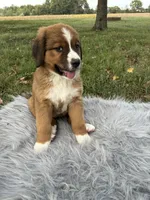 Maggie, a female Bernese Mountain Dog and Saint Bernard for sale in Xenia, IL – 4 of 10