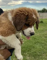 Princess, a female Bernese Mountain Dog and Saint Bernard for sale in Xenia, IL – Photo 4 of 9