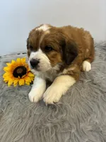 Princess, a female Bernese Mountain Dog and Saint Bernard for sale in Xenia, IL – Photo 4 of 7