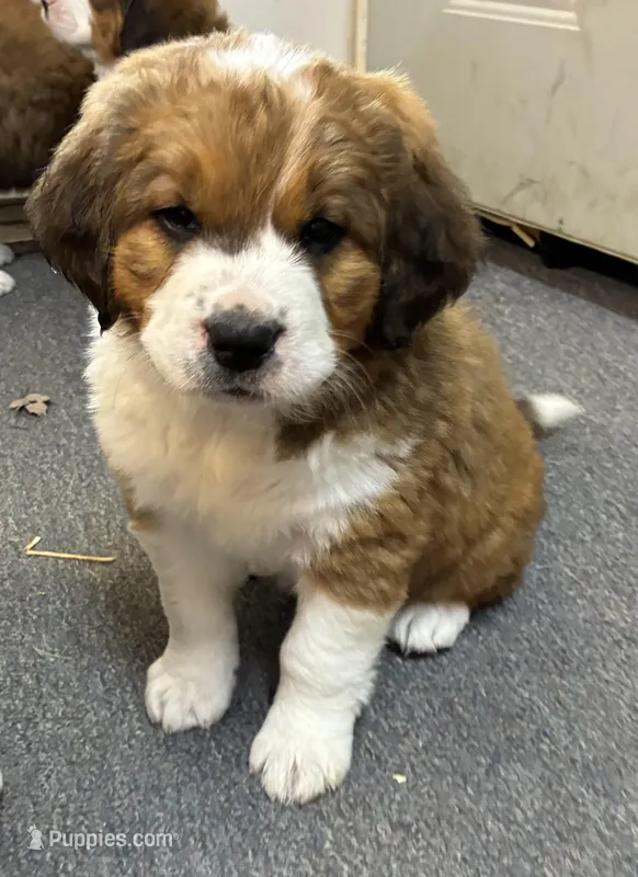 Princess – Bernese Mountain Dog, Saint Bernard puppy for sale in Xenia, IL