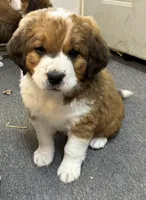 Princess, a female Bernese Mountain Dog and Saint Bernard for sale in Xenia, IL – Photo 1 of 7