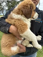 Princess, a female Bernese Mountain Dog and Saint Bernard for sale in Xenia, IL – Photo 5 of 9
