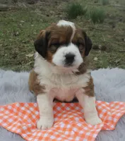 Princess, a female Bernese Mountain Dog and Saint Bernard for sale in Xenia, IL – Photo 3 of 7