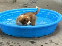 Princess, a female Bernese Mountain Dog and Saint Bernard for sale in Xenia, IL – Photo 6 of 9