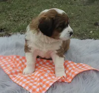 Princess, a female Bernese Mountain Dog and Saint Bernard for sale in Xenia, IL – Photo 4 of 7