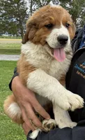 Princess, a female Bernese Mountain Dog and Saint Bernard for sale in Xenia, IL – Photo 3 of 9