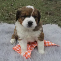 Princess, a female Bernese Mountain Dog and Saint Bernard for sale in Xenia, IL – Photo 1 of 7