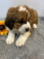 Princess, a female Bernese Mountain Dog and Saint Bernard for sale in Xenia, IL – Photo 2 of 7