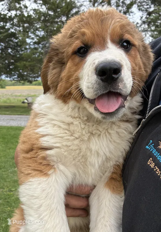 Princess – Bernese Mountain Dog, Saint Bernard puppy for sale in Xenia, IL