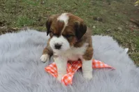 Princess, a female Bernese Mountain Dog and Saint Bernard for sale in Xenia, IL – Photo 5 of 7