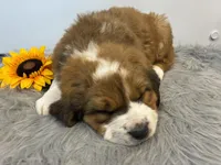 Princess, a female Bernese Mountain Dog and Saint Bernard for sale in Xenia, IL – Photo 3 of 7