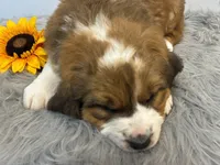 Princess, a female Bernese Mountain Dog and Saint Bernard for sale in Xenia, IL – Photo 5 of 7