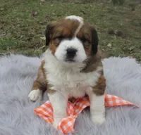 Princess, a female Bernese Mountain Dog and Saint Bernard for sale in Xenia, IL – Photo 2 of 7