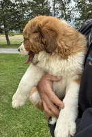 Princess, a female Bernese Mountain Dog and Saint Bernard for sale in Xenia, IL – Photo 2 of 9