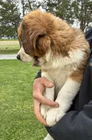 Princess, a female Bernese Mountain Dog and Saint Bernard for sale in Xenia, IL – Photo 7 of 9