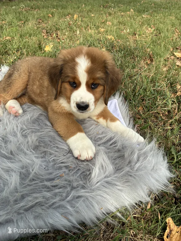Molly – Bernese Mountain Dog, Saint Bernard puppy for sale in Xenia, IL