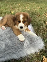Molly, a female Bernese Mountain Dog and Saint Bernard for sale in Xenia, IL – 1 of 10