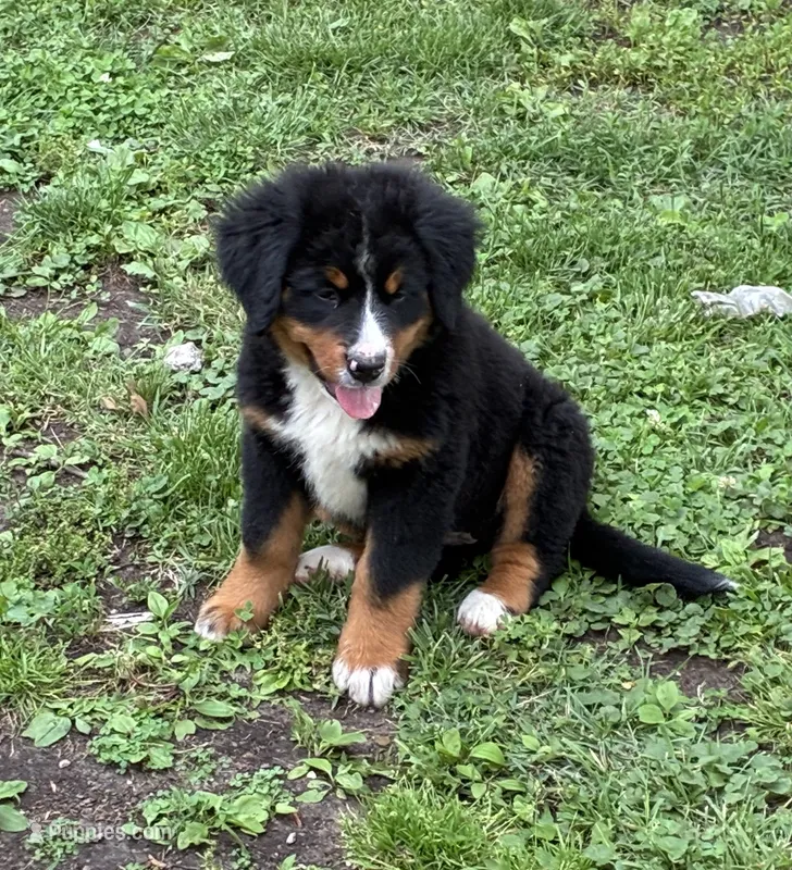 Belle – Bernese Mountain Dog puppy for sale in Xenia, IL