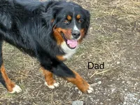 Max, a male Bernese Mountain Dog and Saint Bernard for sale in Xenia, IL – 9 of 9