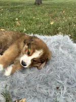 Bear, a male Bernese Mountain Dog and Saint Bernard for sale in Xenia, IL – 6 of 10