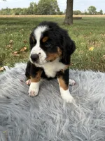 Chloe, a female Bernese Mountain Dog and Saint Bernard for sale in Xenia, IL – 6 of 9