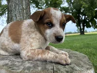 Girl 3, a female Australian Cattle Dog for sale in Xenia, IL – 6 of 9
