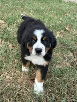Chloe, a female Bernese Mountain Dog and Saint Bernard for sale in Xenia, IL – 5 of 9