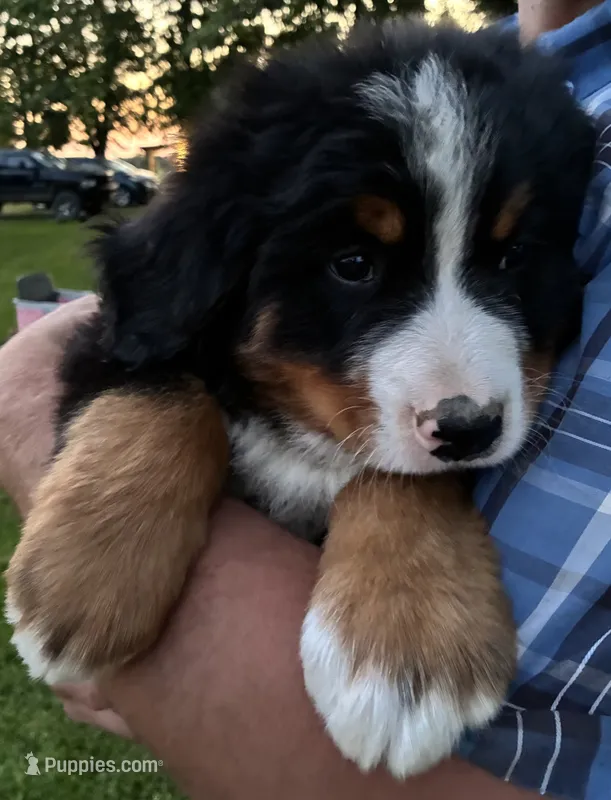 Charlie – Bernese Mountain Dog puppy for sale in Xenia, IL